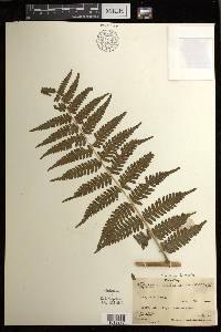 Diplazium harpeodes image
