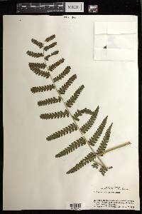Diplazium hachijoense image