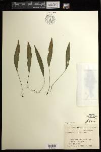 Deparia lancea image
