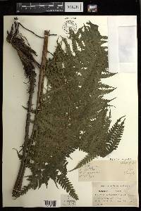 Diplazium harpeodes image