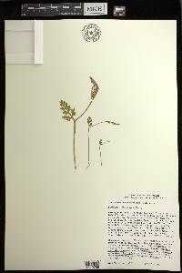 Botrychium pseudopinnatum image