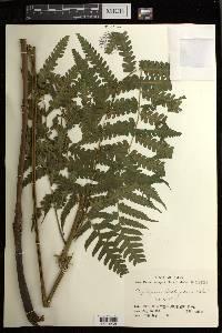 Diplazium hachijoense image