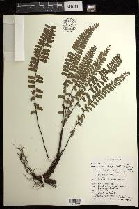 Adiantum zollingeri image