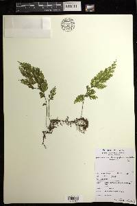 Hymenophyllum emarginatum image