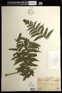 Diplazium harpeodes image