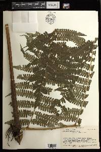 Diplazium harpeodes image