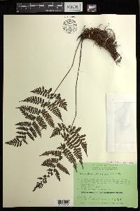 Cornopteris seramensis image