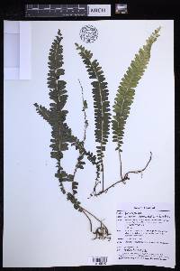 Lindsaea oblanceolata image