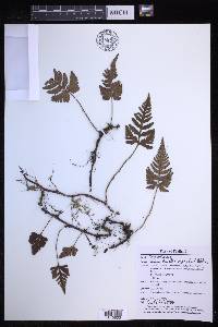 Davallia repens image