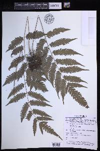 Pteridrys syrmatica image