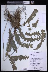 Pteris oppositipinnata image