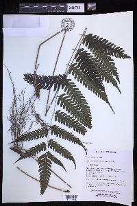 Pteridrys syrmatica image