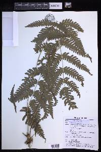 Pteris biaurita image