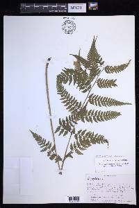 Ephemeropteris palmensis image