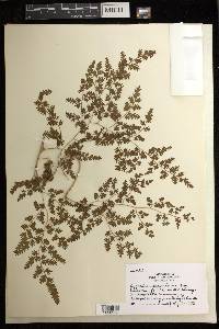 Lygodium japonicum image