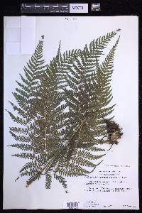Macrothelypteris torresiana image
