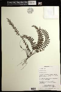 Adiantum caudatum image