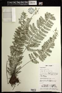 Asplenium thunbergii image