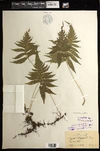 Phegopteris connectilis image