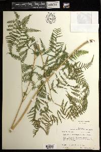 Macrothelypteris torresiana image