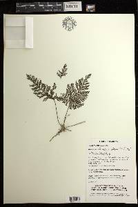 Callistopteris apiifolia image