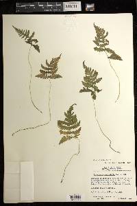 Phegopteris connectilis image