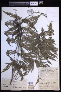 Diplazium whitfordii image