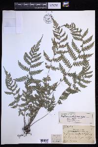 Diplazium whitfordii image