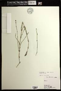 Equisetum bogotense image