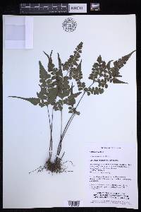 Lindsaea javanensis image