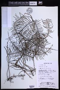 Gleichenia microphylla image