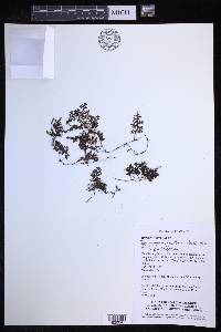 Hymenophyllum acanthoides image