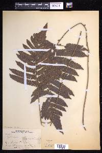 Steiropteris deltoidea image