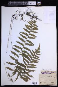 Coryphopteris simulata image