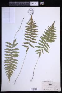 Coryphopteris simulata image