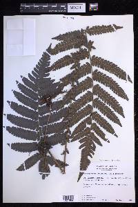 Steiropteris deltoidea image