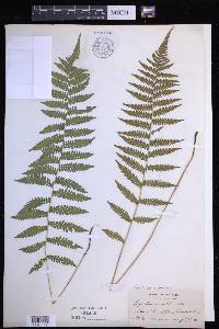 Coryphopteris simulata image