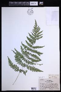 Coryphopteris simulata image