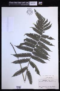 Steiropteris clypeolutata image