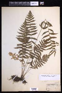 Coryphopteris simulata image