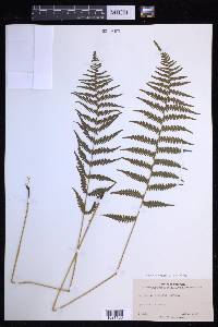 Coryphopteris simulata image