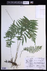 Coryphopteris simulata image