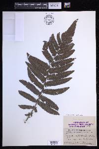 Steiropteris deltoidea image