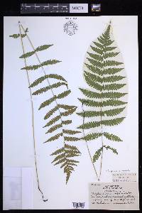 Coryphopteris simulata image