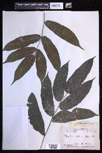 Goniopteris poiteana image