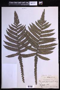 Steiropteris deltoidea image