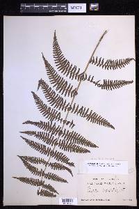 Steiropteris decussata image