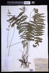 Coryphopteris simulata image