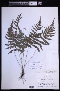 Goniopteris blanda image