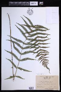 Thelypteris palustris var. pubescens image